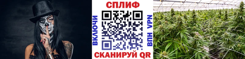 Бошки марихуана планчик Сосновоборск